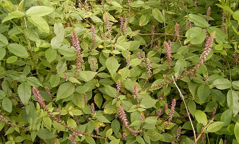 Lathzira Tree - Unique Properties