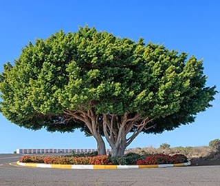 Laurel Fig Tree Environmental Benefits