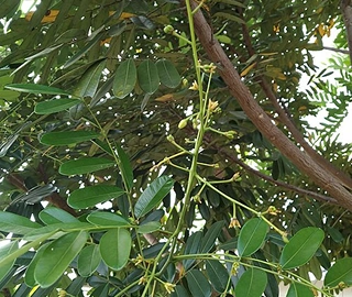 Laxmi Taru Tree - Environmental Benefits