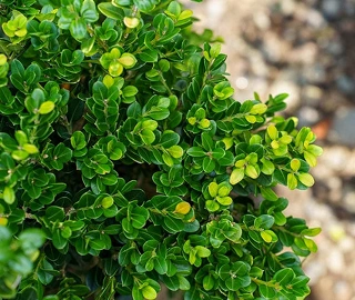 Littleleaf Boxwood - Glossy Leaves