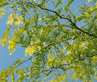 Locust Tree - Fragrant Flowers