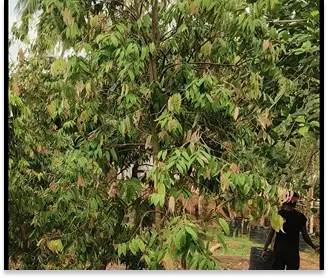 Nagkesara Tree - Glossy Foliage