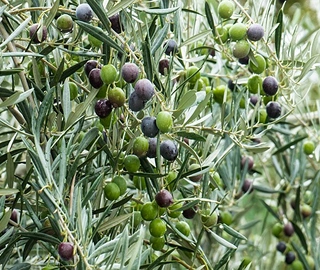 Native Olive Tree - Lush Foliage