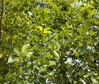 North Indian Rosewood Tree - Lush Foliage