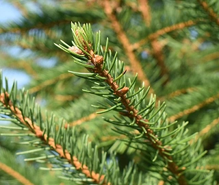 Norway Spruce Tree - Dark Green Needles