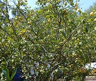 Lemon Tree - Vibrant Fruits