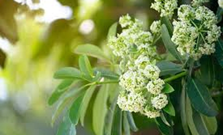 Dita Tree - Nature's Hidden Gem