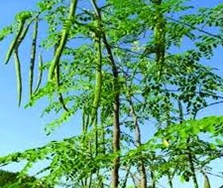 Drumstick Tree - Nutritional Benefits