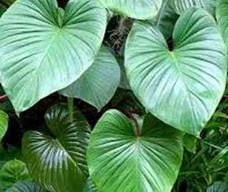 Drutkumari Tree - Medicinal Benefits