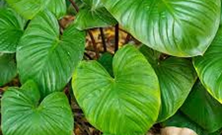 Drutkumari Tree - Resilient Healer