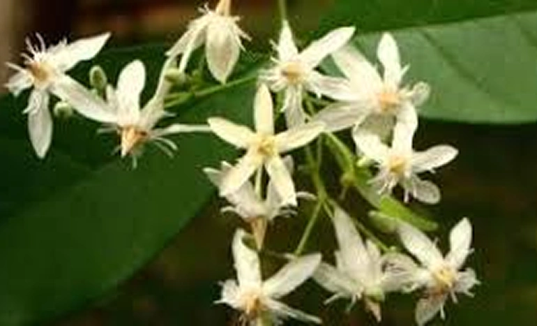 Dudhi Tree - Superfood Marvel