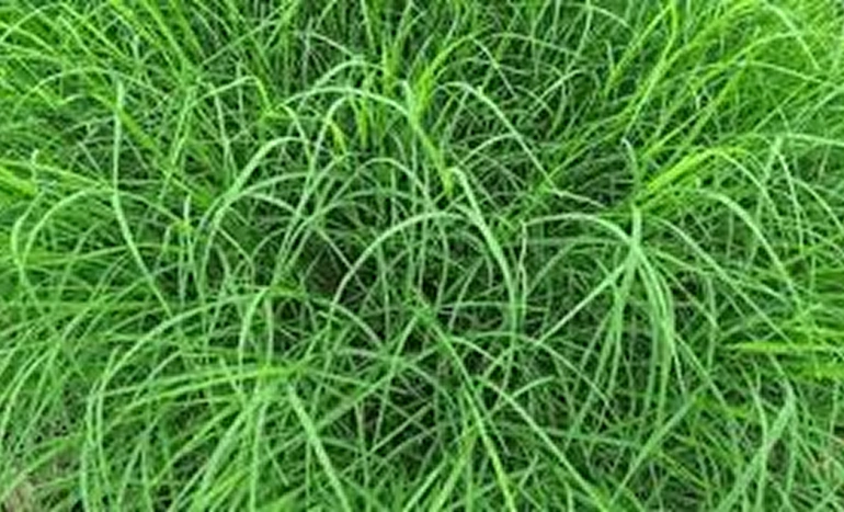 Durva Grass - Sacred Green