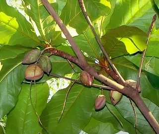 Indian Cork Fig Fruits