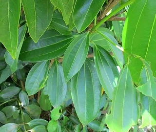Indian Cork Fig Tree