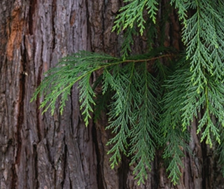 Indian Cork Fig Fruits