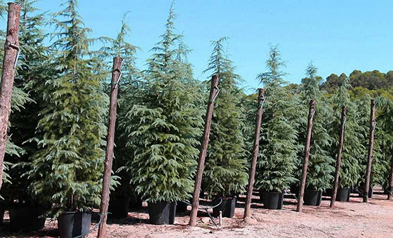 Indian Cedar Tree - Majestic Evergreen