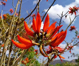 Indian Cork Fig Tree