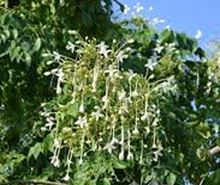 Indian Cork Fig Fruits