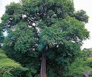 Indian Cork Fig Fruits