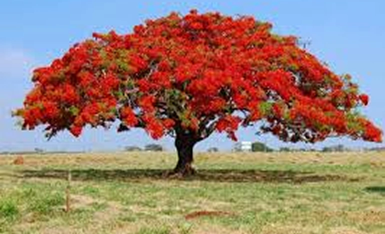 Indian Fire Tree - Delonix regia