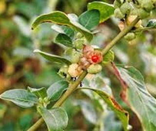 Indian Cork Fig Fruits