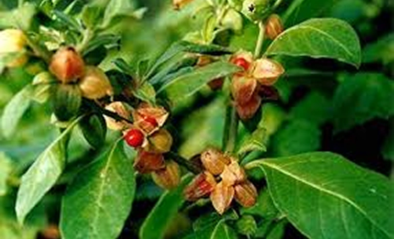 Indian Ginseng Tree