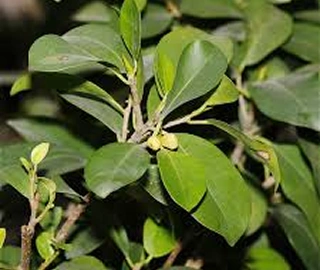 Indian Cork Fig Fruits