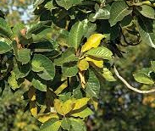 Indian Cork Fig Tree