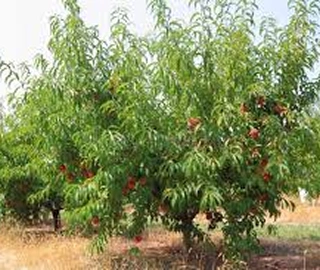 Indian Cork Fig Fruits