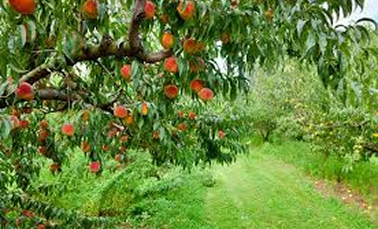 Indian Peach Tree