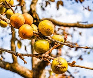 Indian Cork Fig Fruits