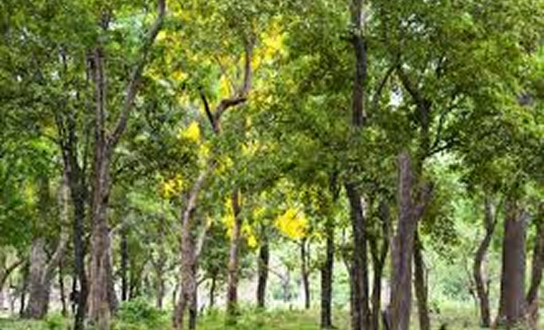 Indian Red Sandalwood Tree