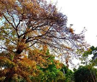Indian Cork Fig Fruits