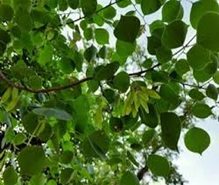 Indian Cork Fig Fruits
