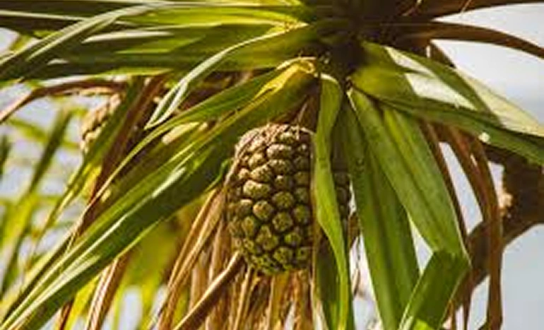 Indian Screw Pine Tree