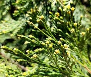 Indian Cork Fig Fruits