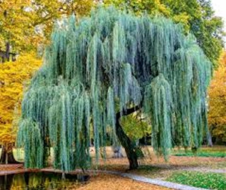 Indian Cork Fig Fruits