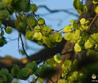 Indian Cork Fig Tree