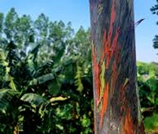Indian Cork Fig Tree