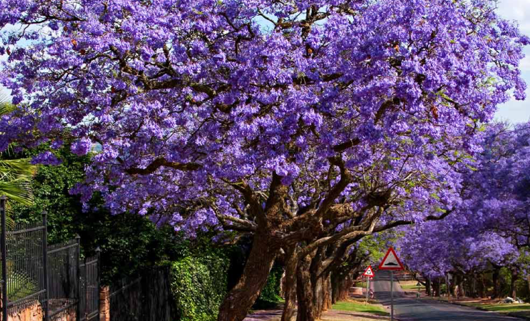 Jacaranda Blue Tree
