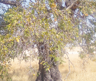 Indian Cork Fig Tree