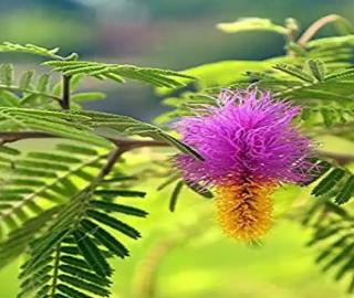 Indian Cork Fig Fruits