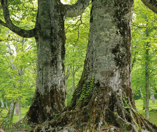 Indian Cork Fig Tree