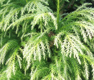 Indian Cork Fig Tree