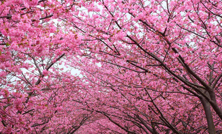 Japanese Cherry Tree