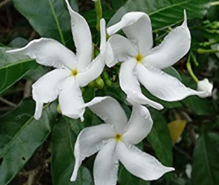 Indian Cork Fig Fruits
