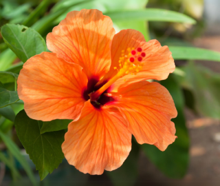 Indian Cork Fig Fruits