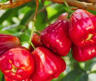 Indian Cork Fig Tree