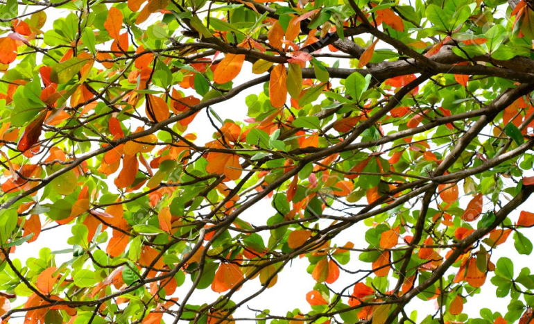 Javanese Almond Tree