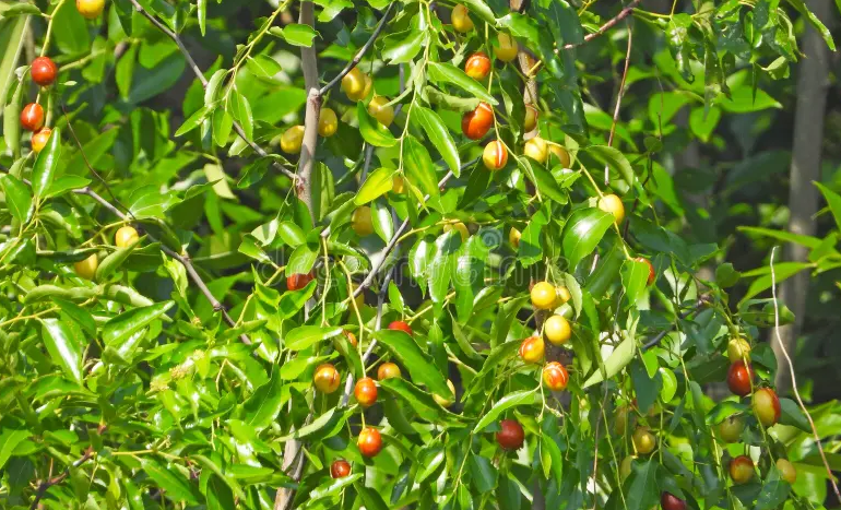 Jujube Tree